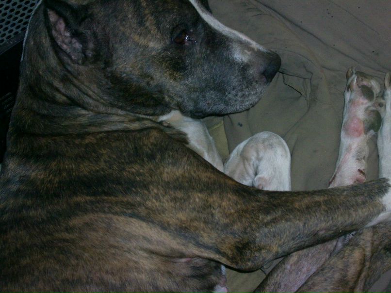 Виктор Пришляк | Кропивницкий / Кировоград