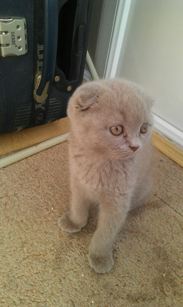 Александра Пашукевич | Киев