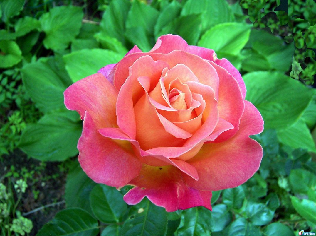 Елена Баталова | Вологда