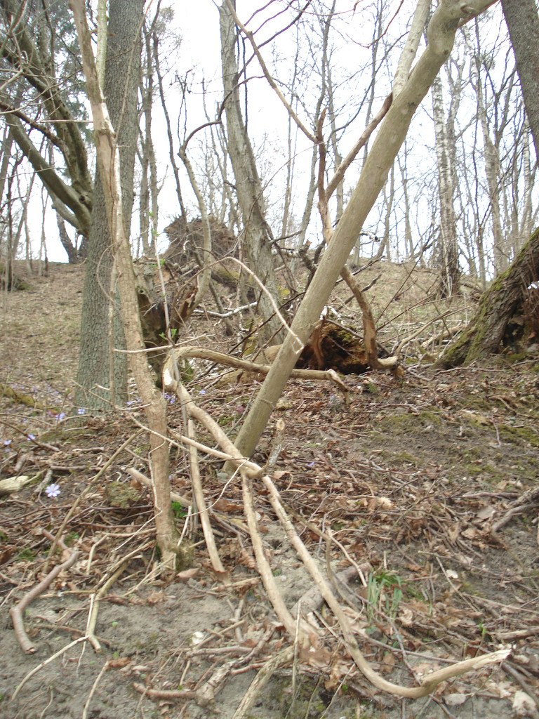 Алексей Калинкин | Калининград