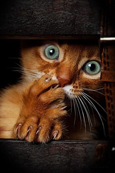 Дмитрий Поздеев | Можга