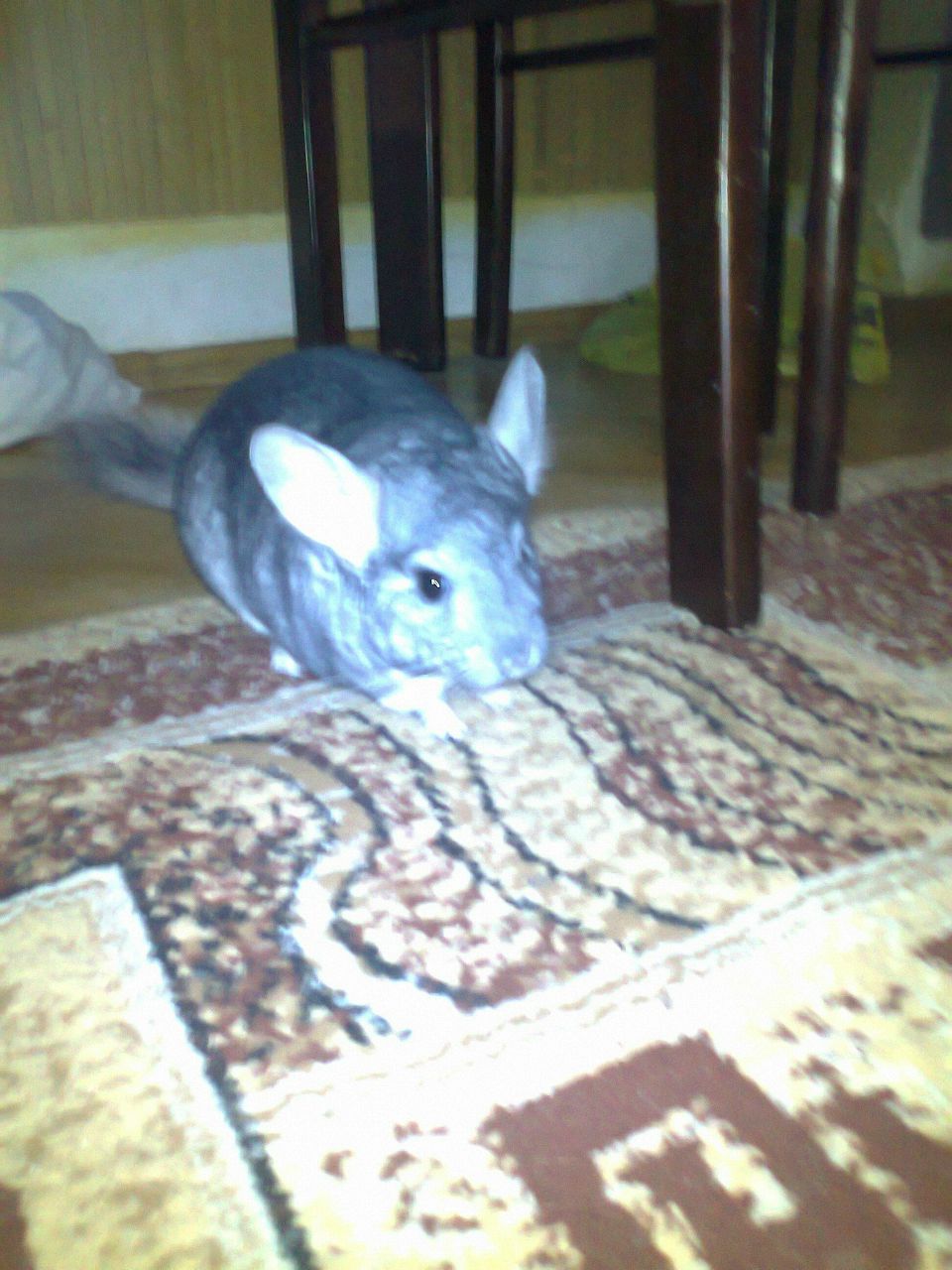 Богдан Яцишин _БОДЯ_ | Ивано-Франковск