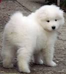 Тася Петрова | 