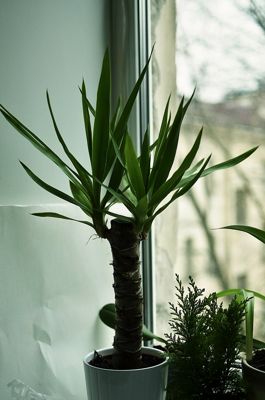 Ксения Ванина | 