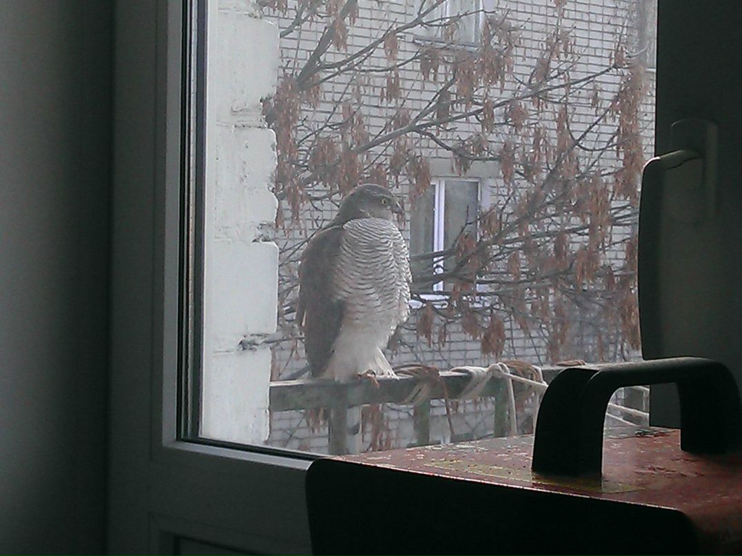 Александр Ленский | Ярославль