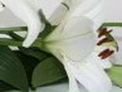 Леся Лаухина | 