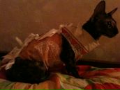 №33 Дмитрий Кожановский 19.02.1986: профиль, фото, статус - ВКонтакте