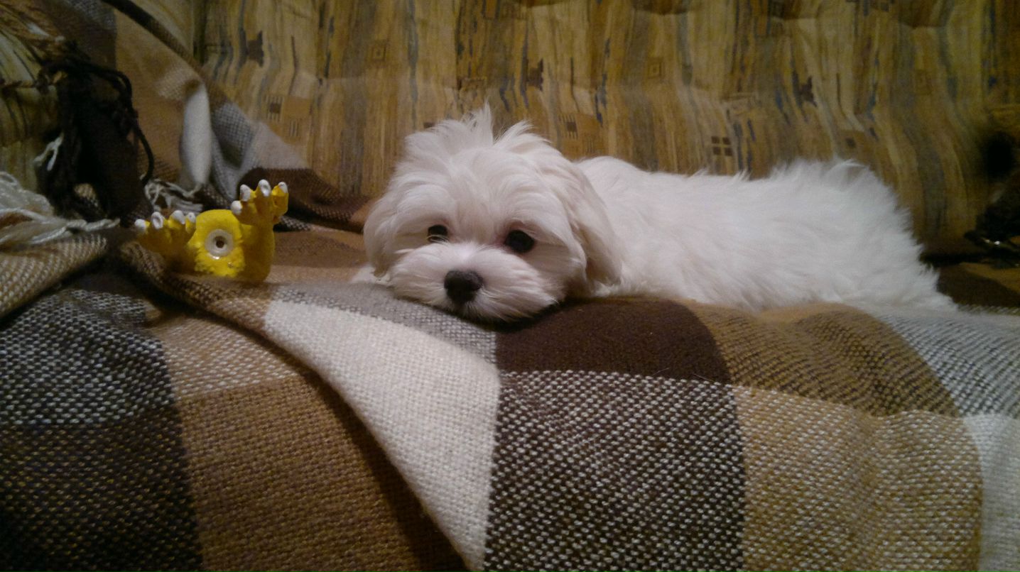 Елизавета Лебедева | Санкт-Петербург