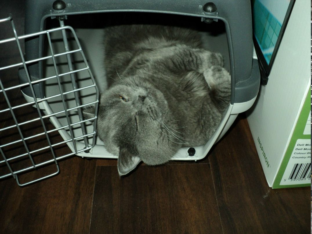 Султан Борисович Elk Chingizid | 