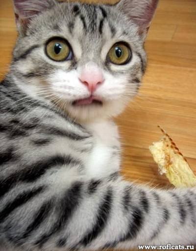 Ян Янович | Горловка