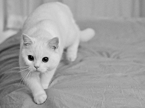 Наташа Моренко | Бровары