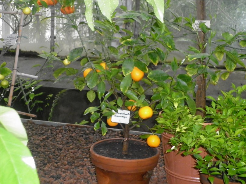 Надежда Корешкова | Санкт-Петербург