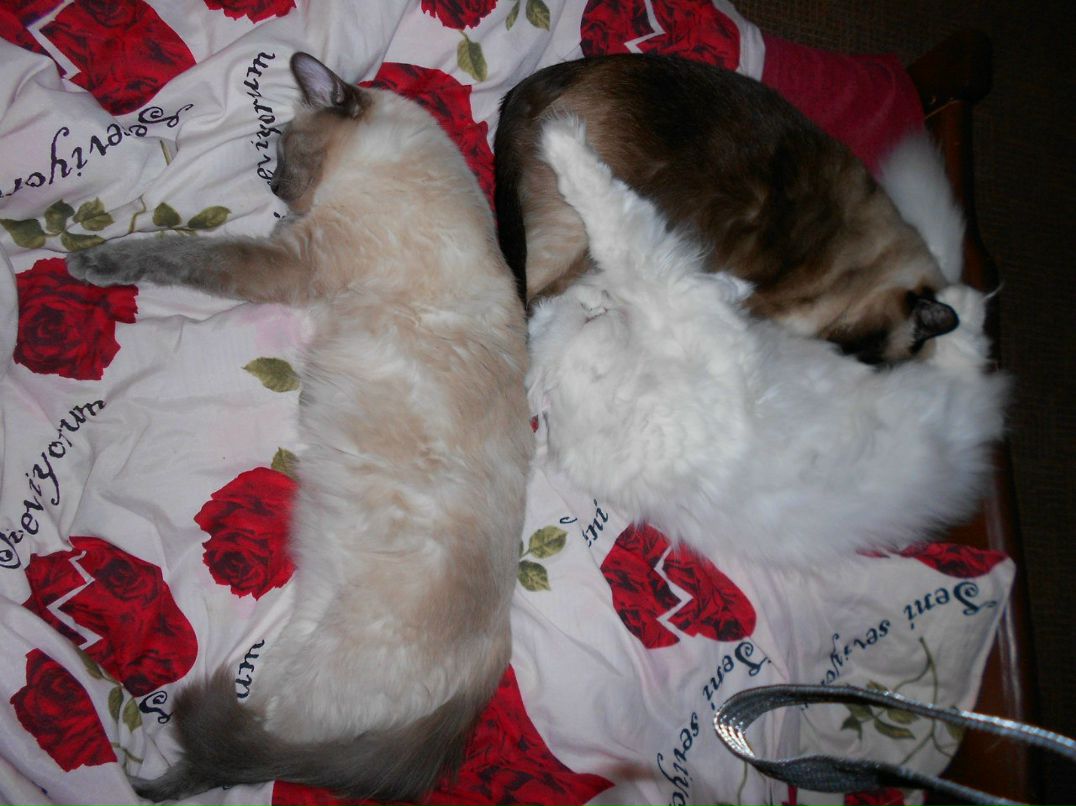 Лена Свидерская Liska | Montréal