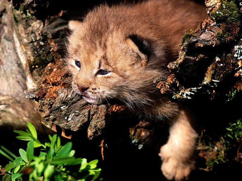 Павел Бигов | Пермь