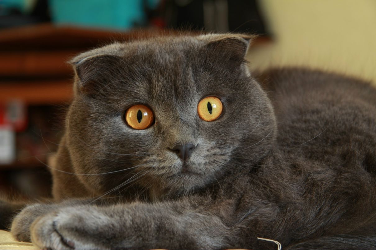 Андрей Кузьменко | 