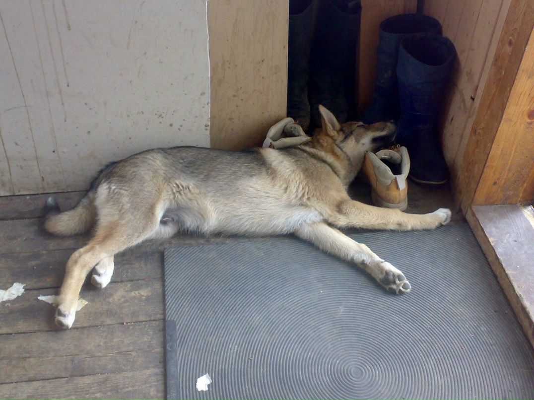 Владимир Смирнов *sladkoed* | Выборг