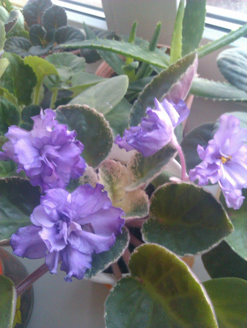 Елена Никандрова | Великие Луки