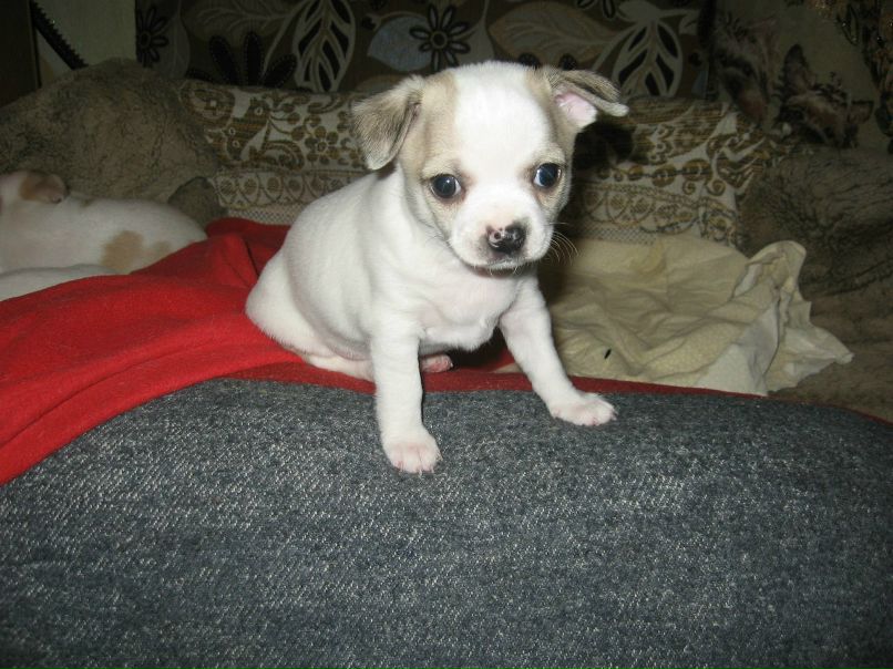 Анастасия Цылёва | Городок