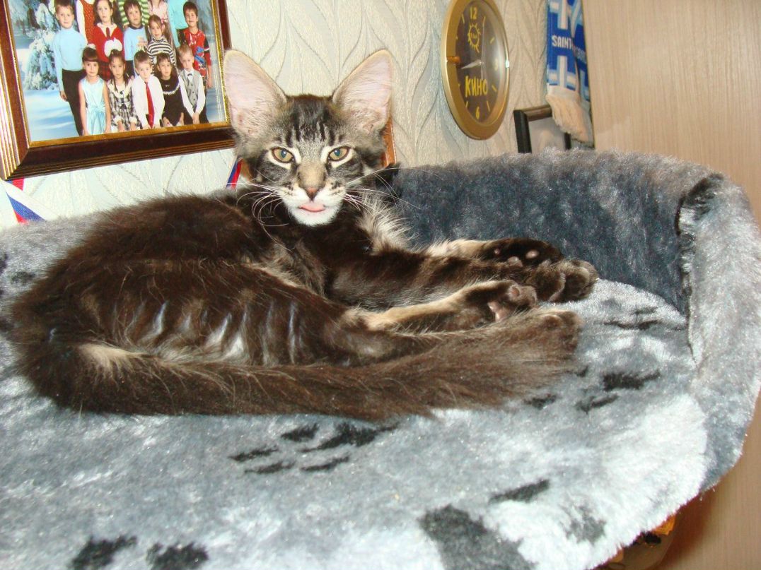 Андрей Пушков | Санкт-Петербург