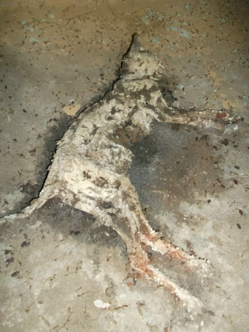 Сергей Шугаев | Клин