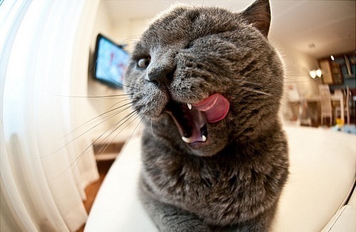 №96, Sami Jaafari, Москва №96, Sami Jaafari, Москва