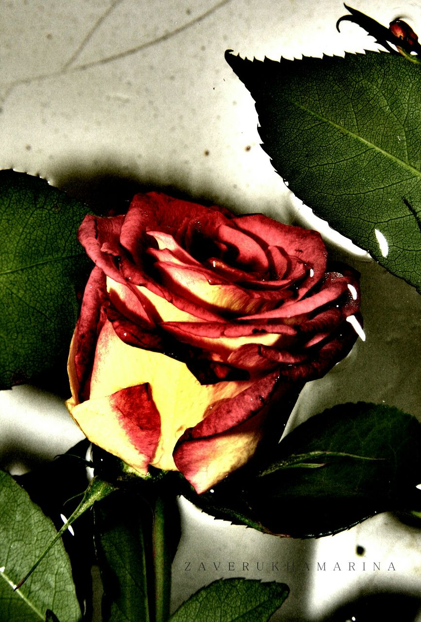 Marina Zaverukha | Москва