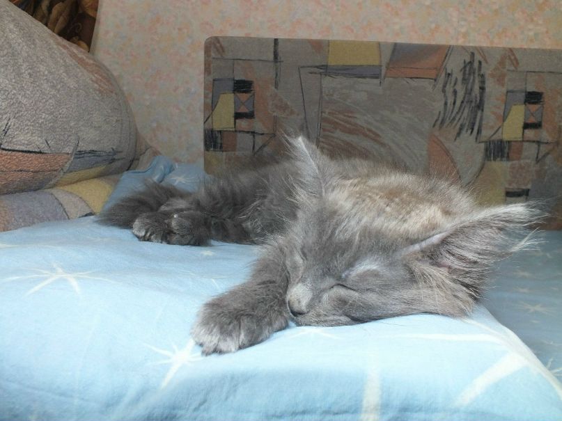 Елена Макарова | Пермь