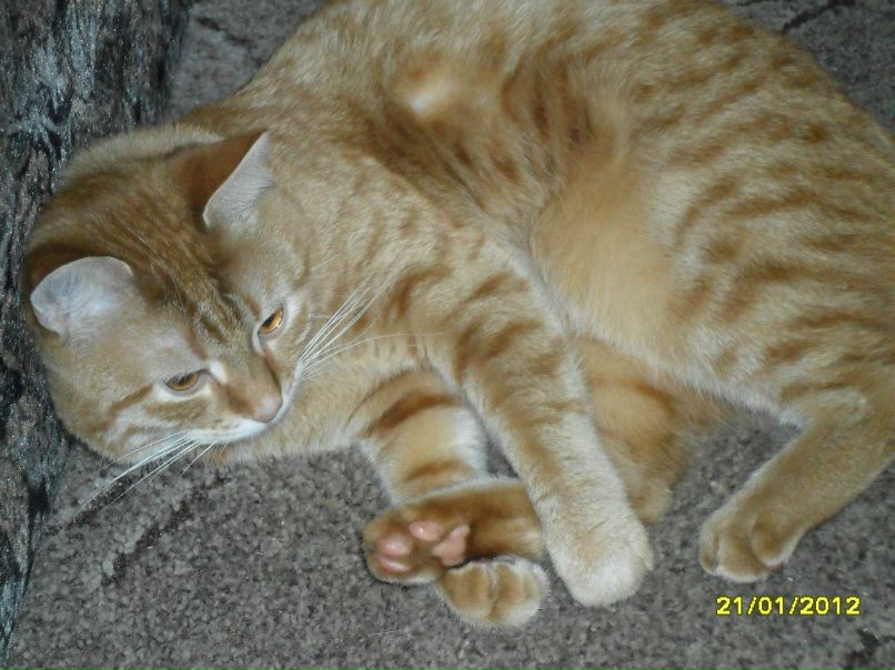 Альбина Стачинская кошка | Сочи