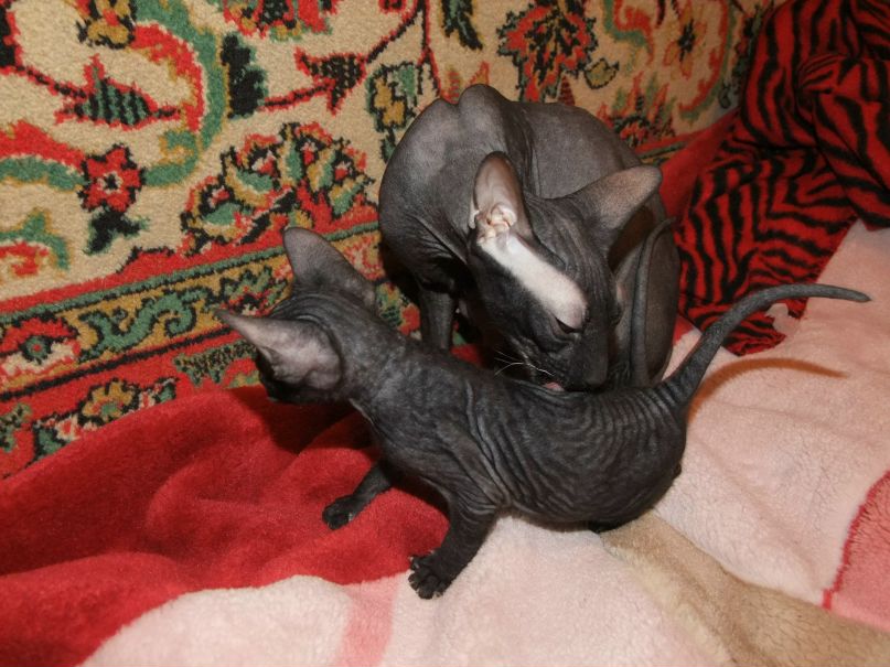 Мария Алексеева | Санкт-Петербург