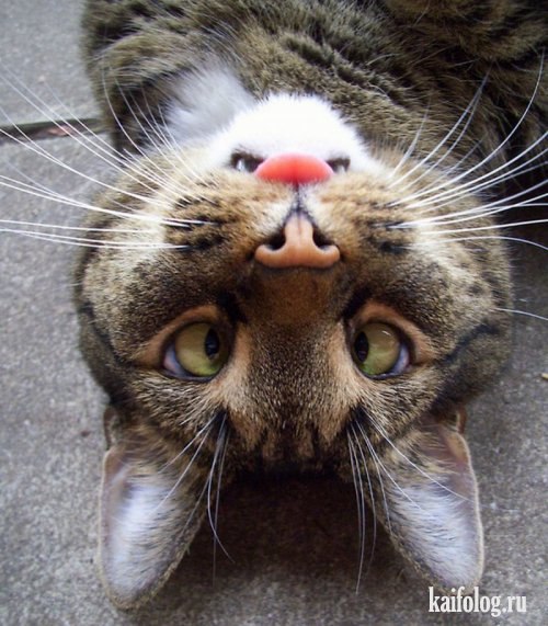 Денис Михайлов Андреевич | Йошкар-Ола