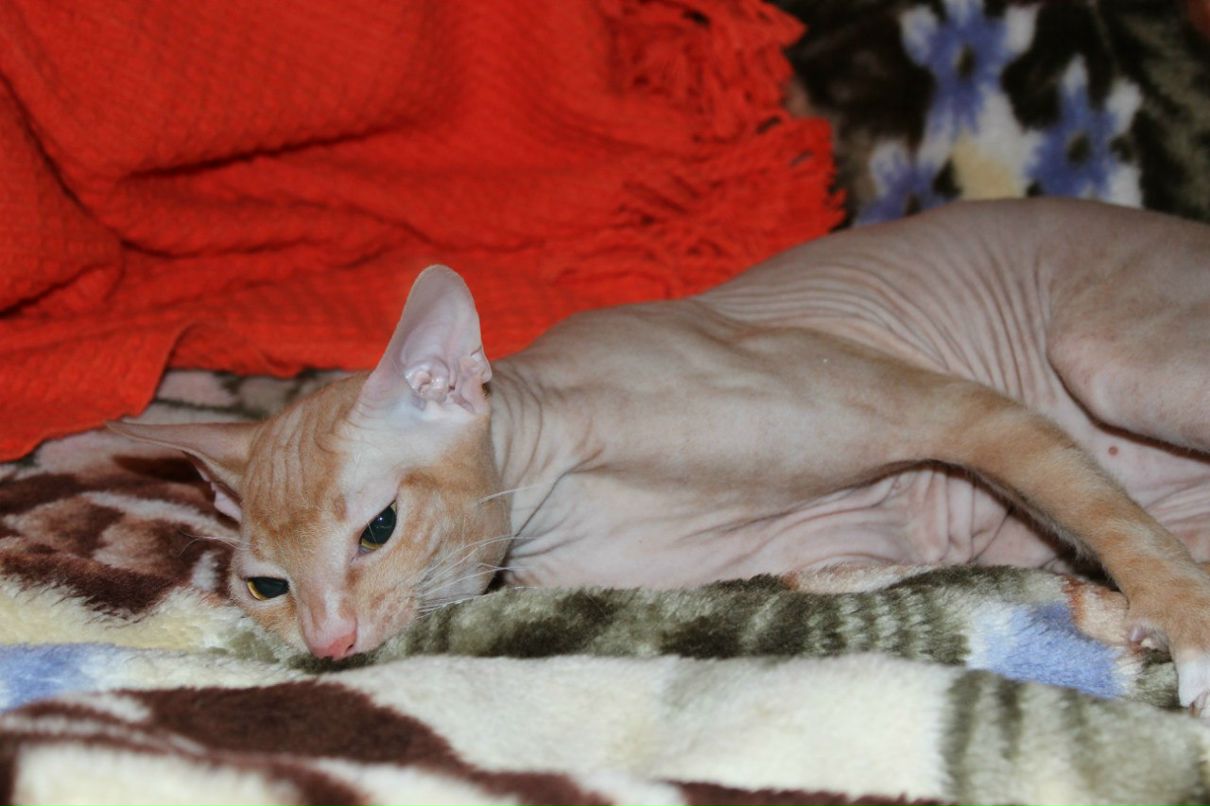 Марина Павлова | Санкт-Петербург