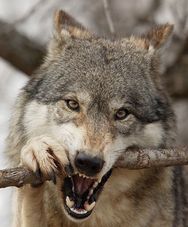 Евгений Гергель | Санкт-Петербург