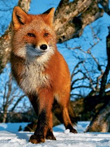 Михаил Гуржиев | Сосновый Бор