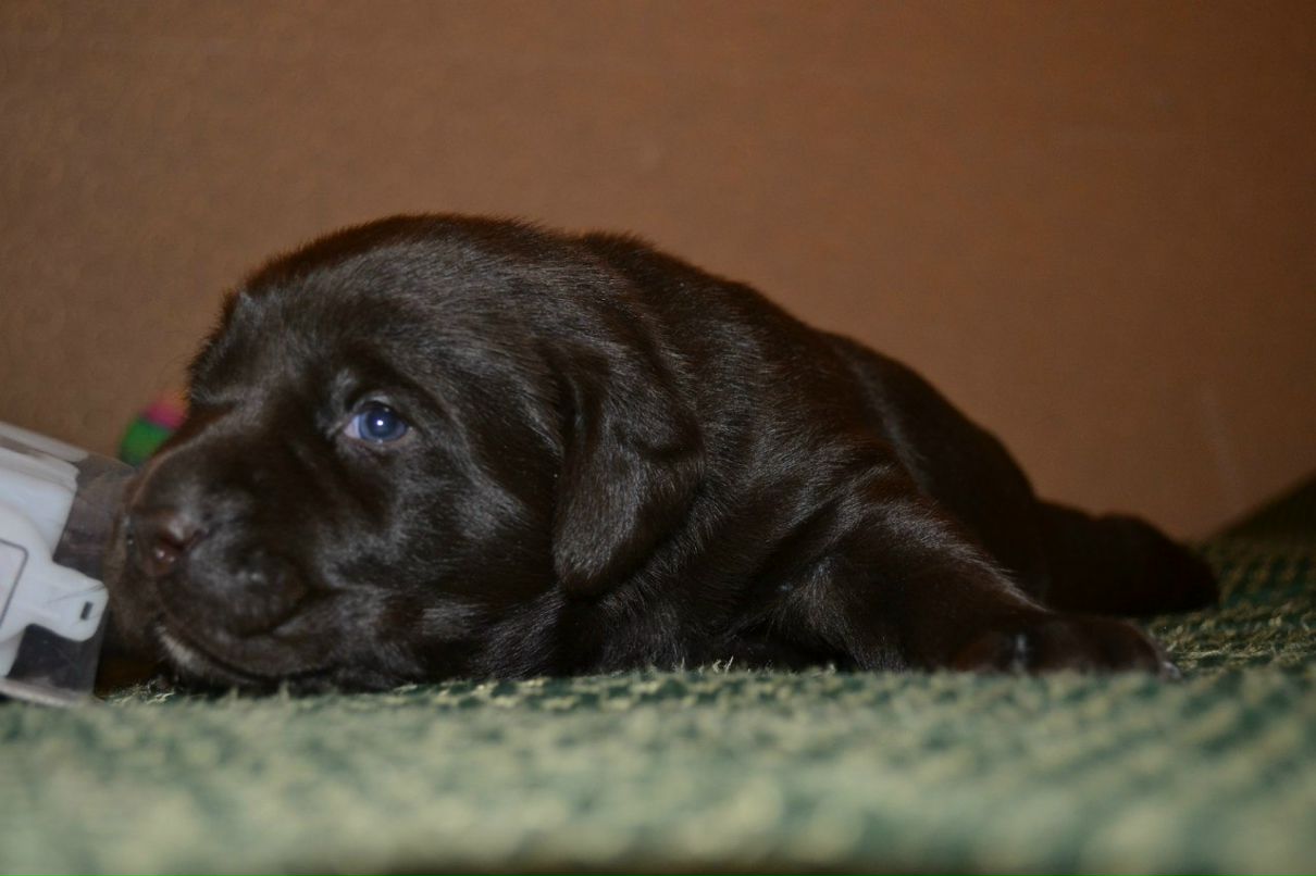 Екатерина Пируева | 