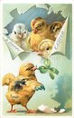 С днем рождения цыпленок картинки
