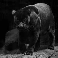 Герман Соколов