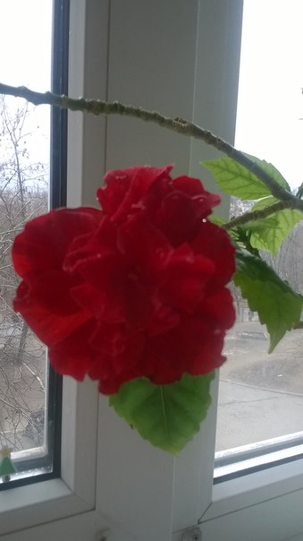 Ольга Кобзева, Россия, Луганск