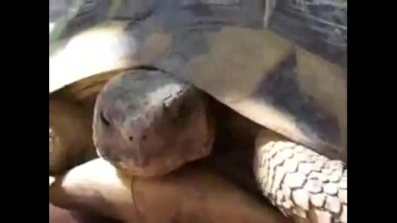 Самеееееееец