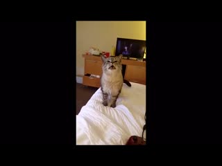 kitty sneezes  Котик чихнул #1