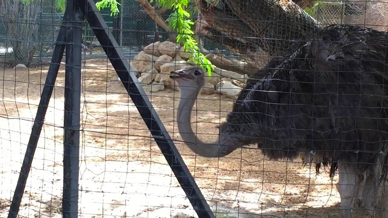Dubai Zoo