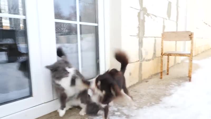 Magic Family КОШКА ПРОПАЛА НА ПЕРВОИ ПРОГУЛКЕ РЕАКЦИЯ КОШКИ НА