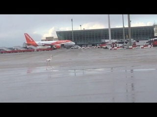 Un flamenco en el aeropuerto de Palma
