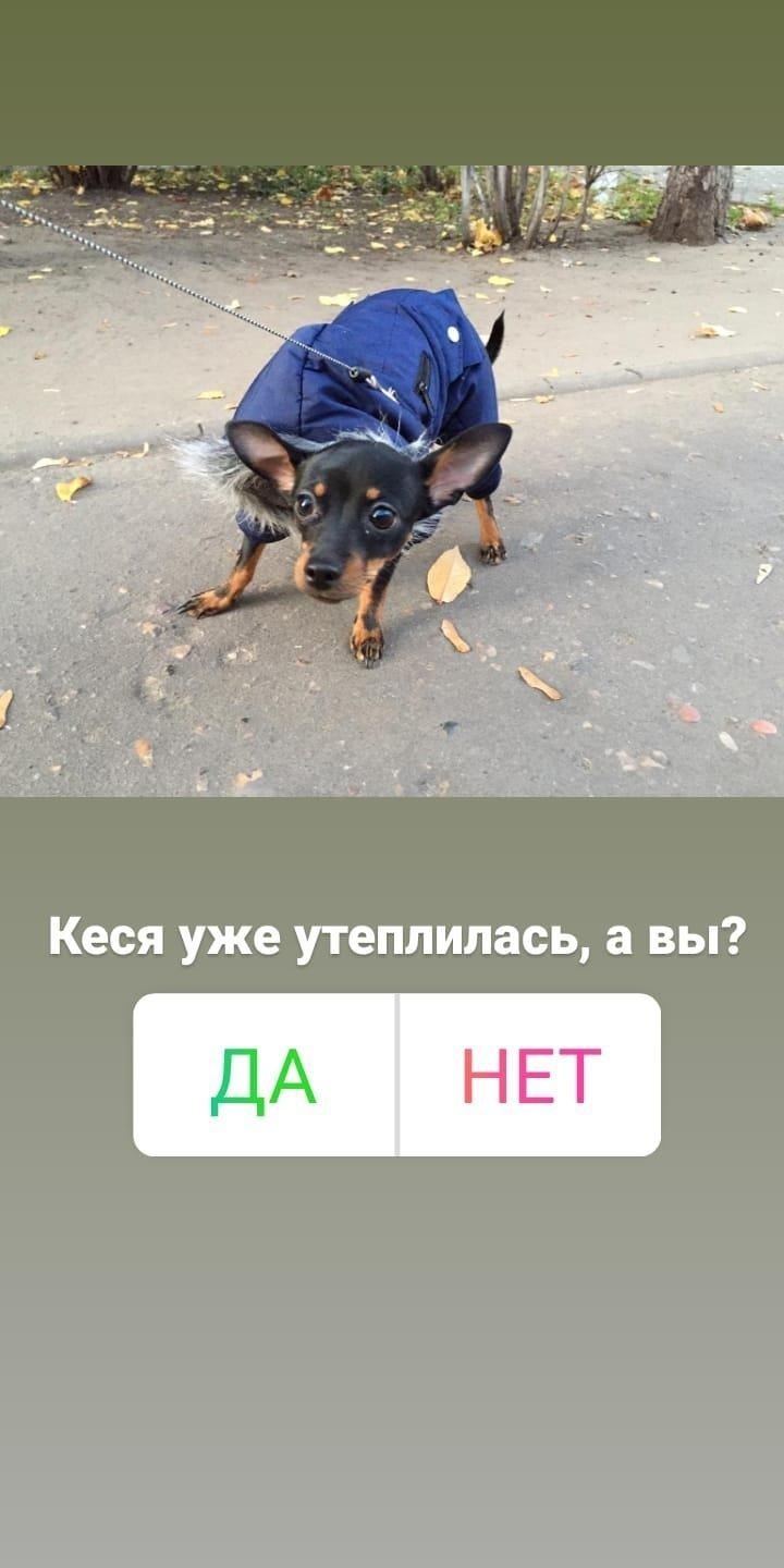 Кейс: продвижение стартапа по выгулу собак, изображение №4
