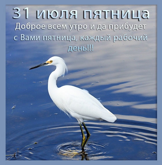 Лапы цапли. Белокрылая цапля. Большая белая цапля. Снежная белая цапля