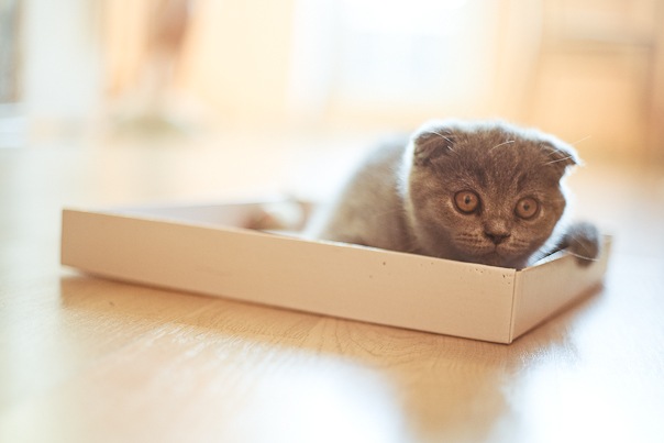 №79, Илья Ужегов, 42 года, Калининград №79, Илья Ужегов, 42 года, Калининград