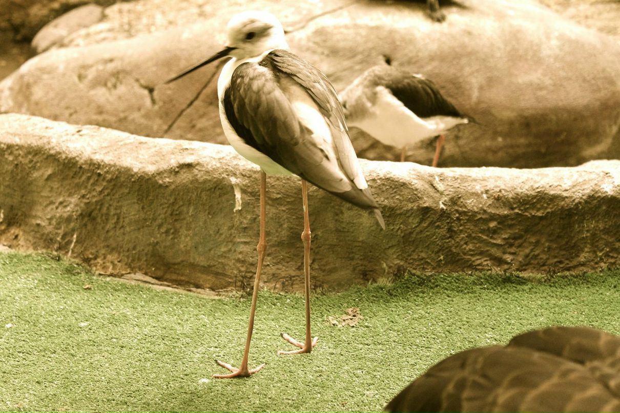 Владимир Костромин | Москва