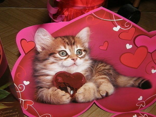 Татьяна Пушкарёва | Курган