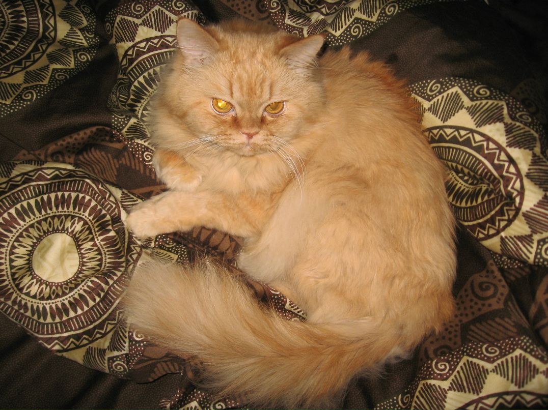 Елена Ремиз | Санкт-Петербург