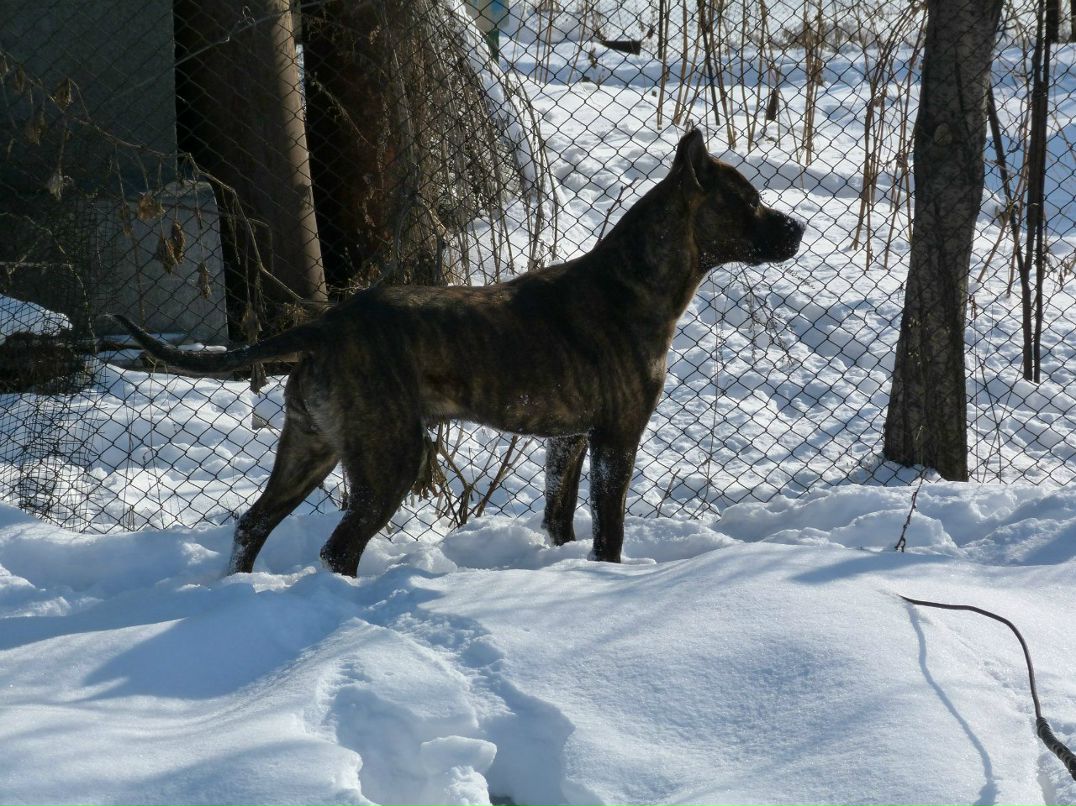 Pashok Glazunov | Алматы