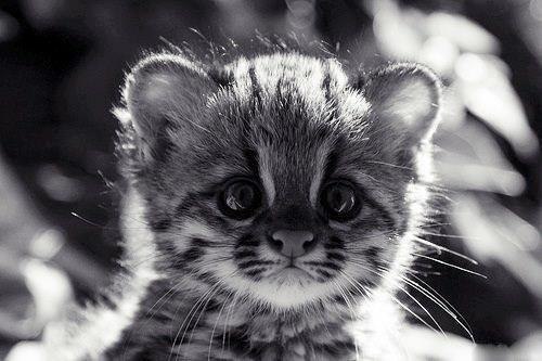 №22, Мария Вавилова, 36 лет №22, Мария Вавилова, 36 лет